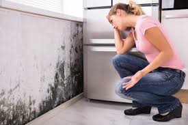  Silver Lake, NJ Mold Removal Services Pros